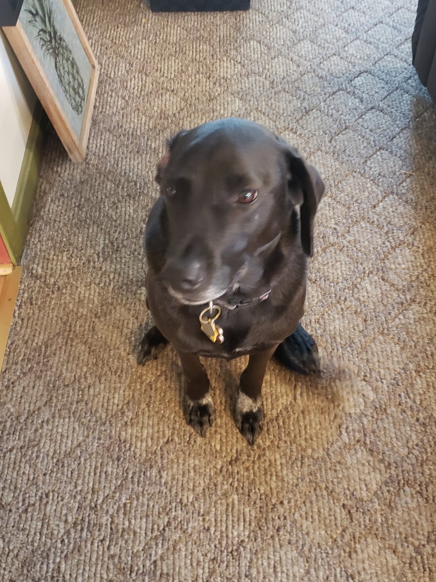 BillMarchione's tweet photo. @PiccoPride Wearing yellow to represent our fantastic 8th graders during battle of the grades to end off our Virtual Spirit Week! Our pup wanted to support our teachers as well. #PiccoTeachersRock https://t.co/IRXcDXmIEN