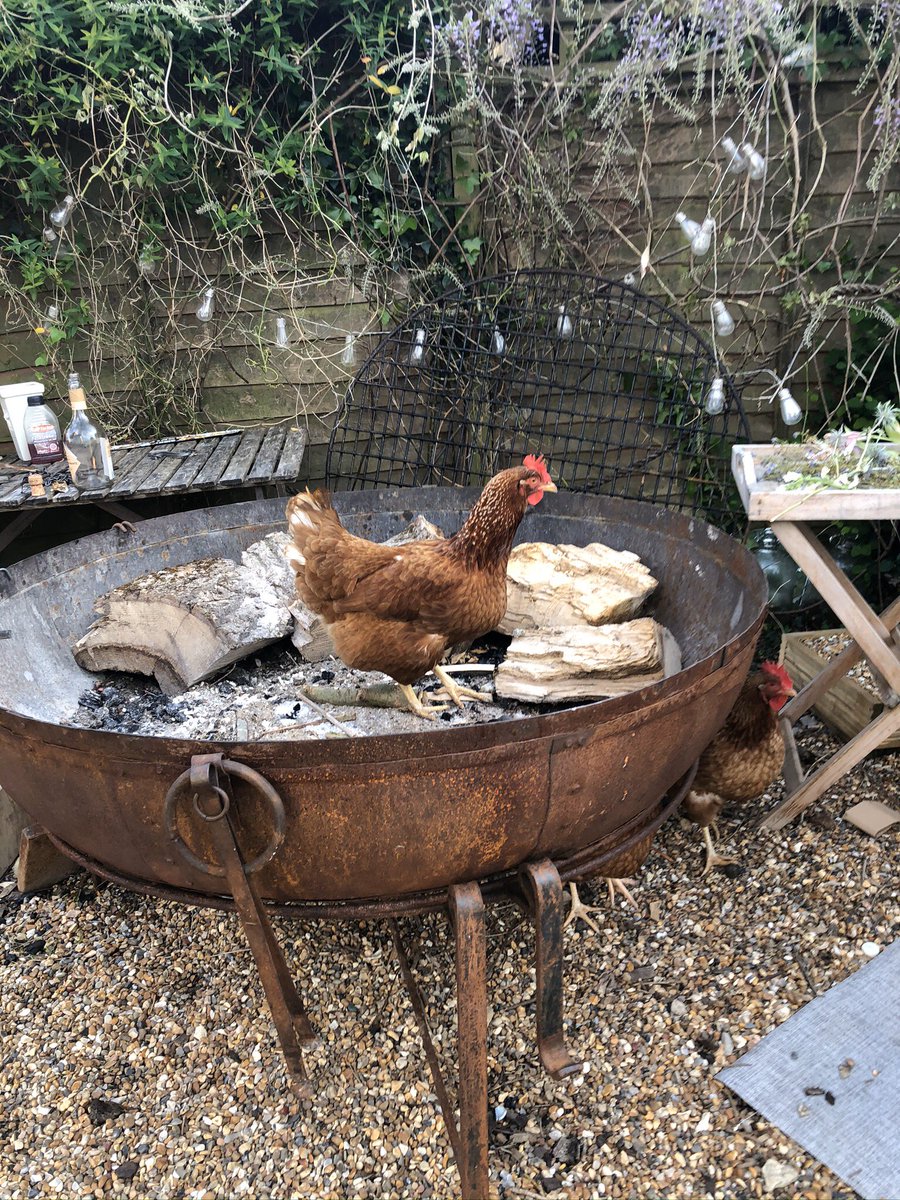 Are the chickens trying to tell me something???