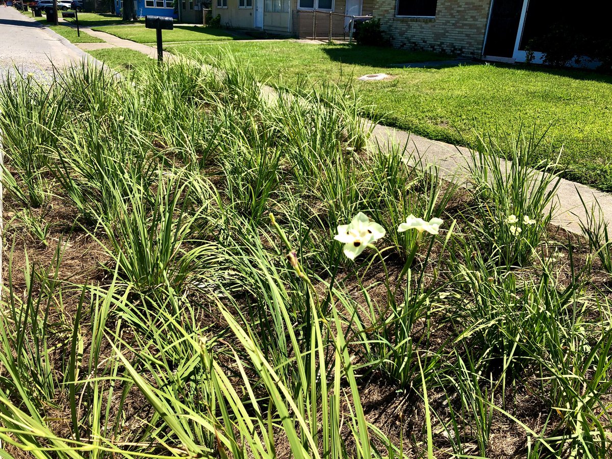 ose_nola's tweet photo. Bioswales are in #bloom as Louisiana’s #native vegetation is used to aid the green drainage features in the #Pontilly Neighborhood Stormwater Network. #nolaprogress #nolaready @cityofnola @nolaready https://t.co/wDrKLjel2J
