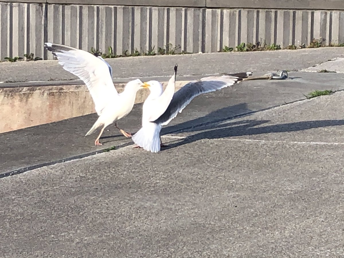 JackiHicks's tweet photo. This evening’s walk ... I guess the seagulls didn’t get the “social distancing” memo 😱 #dailyexercisewalk #walkfromhome #HayleEstuary #HayleHarbour https://t.co/YCl1RDoC65