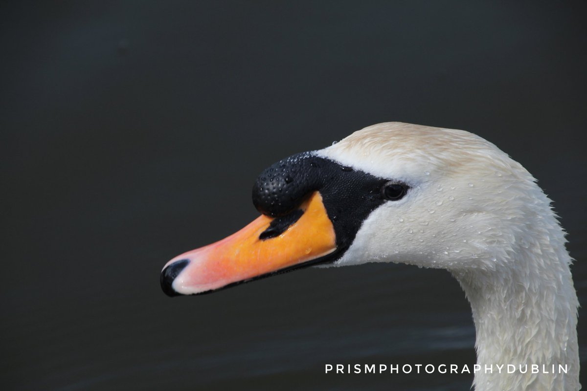 #swan #swanphotography #ThePhotoHour #images_with_stories #photography