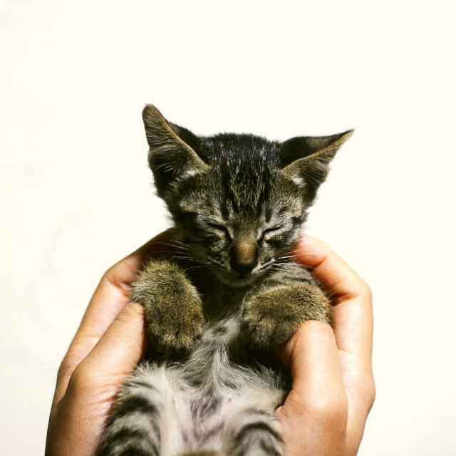 Fashoundpets's tweet photo. 😍😍😍😍😍

#fashound

#instakitten #kitten #cute #adorable #lovely #kitty #kittygram #kittenlove #kittensleeping #sleepykitten #petshop #petstore #ukpets #ukpetstore https://t.co/bQnt2g00J2