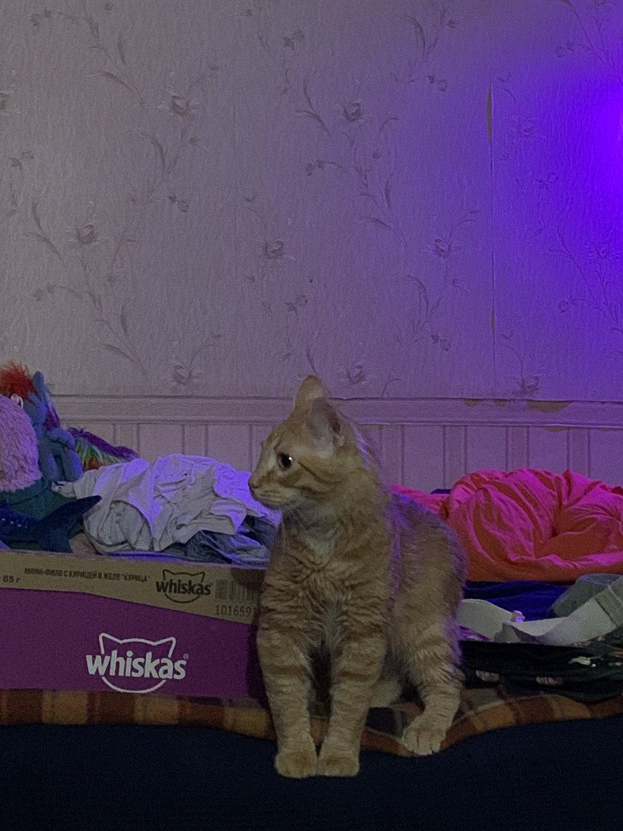 usenyanx's tweet photo. нам привезли рыжего кота на некоторое время пожить
рыжий кот: 👁👁 https://t.co/BjuFA3hS7b