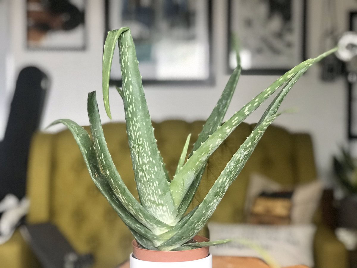 Jaclyn San Antonio tweet media