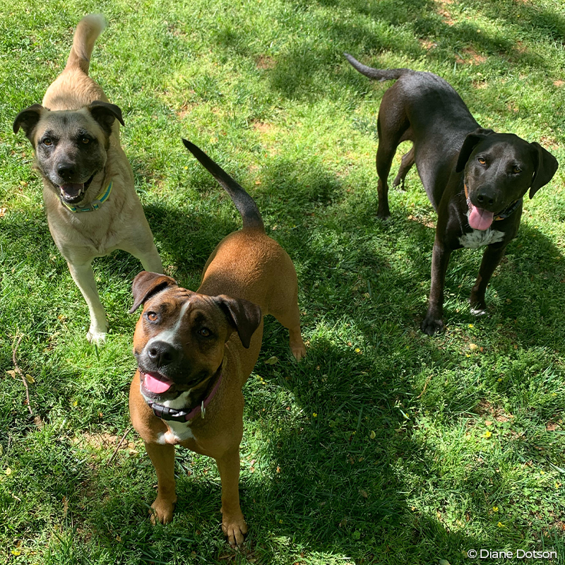 Defenders's tweet photo. Meet Quinn, Stormy & Luna! They are all smiles as they support Diane Dotson, our national outreach manager, as she works on webinars & other virtual activities for Defenders activists to participate in while they are at home. Check it out: https://t.co/ZjVkLSHSCB #RemoteDefending https://t.co/MFn8QK4j7s
