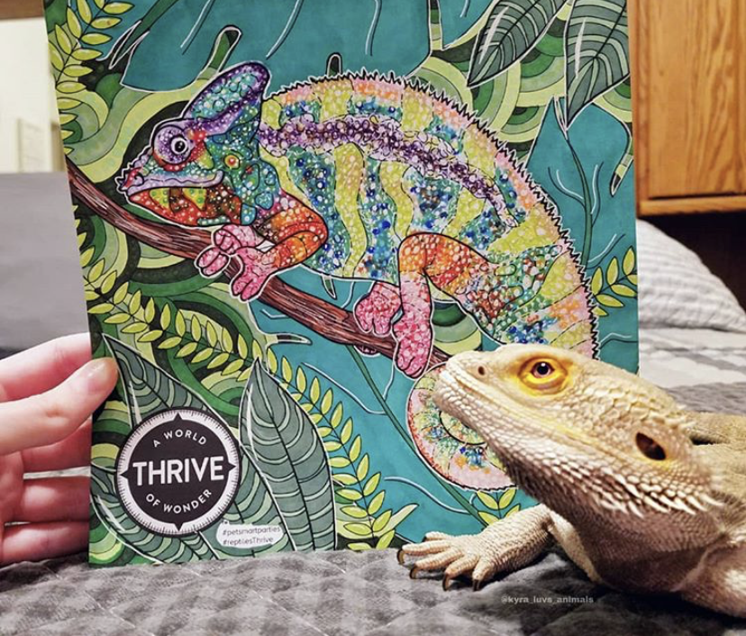 PetSmart's tweet photo. Looking for ways to have more fun at home? To celebrate #NationalPetMonth, we’ll be releasing a new coloring sheet every Friday! 🦎 💙 Click here to download the coloring sheets: https://t.co/kuVH677Yv0 #fortheloveofpets (📷IG: kyra_luvs_animals) https://t.co/tEMc9ntv5m