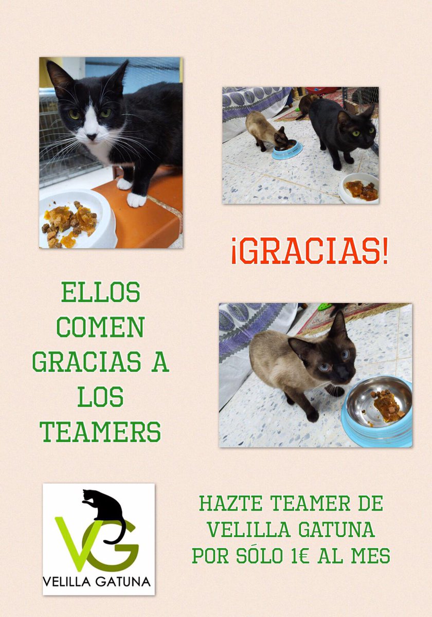 Gracias a todxs los Teamer!! Escríbenos a velillagatuna@gmail.com si quieres colaborar con nosotros.