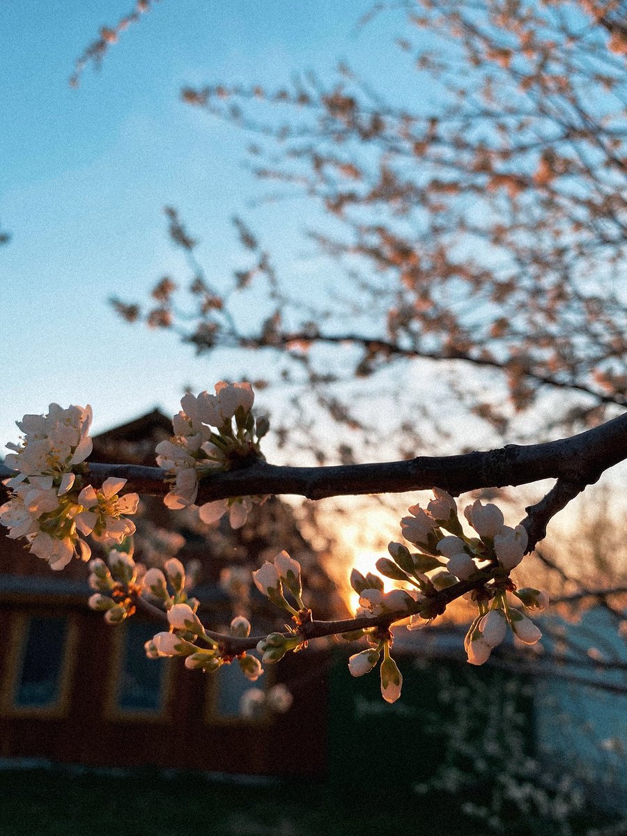 inmlby's tweet photo. Сегодня у меня было вдохновение 🌸📸 https://t.co/2zWafpxE6w