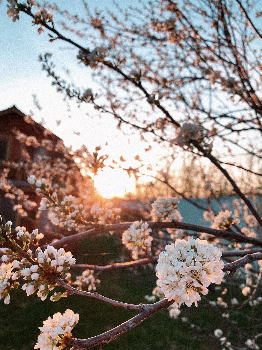 inmlby's tweet photo. Сегодня у меня было вдохновение 🌸📸 https://t.co/2zWafpxE6w