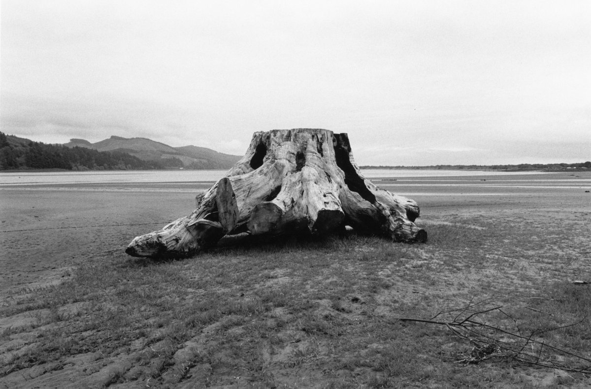 Adams divided the pictures into three sections. The first records massive tree trunks that washed down the Nehalem River and were beached on the sand on the inland side of the spit. [“The River’s Edge,” 2015]