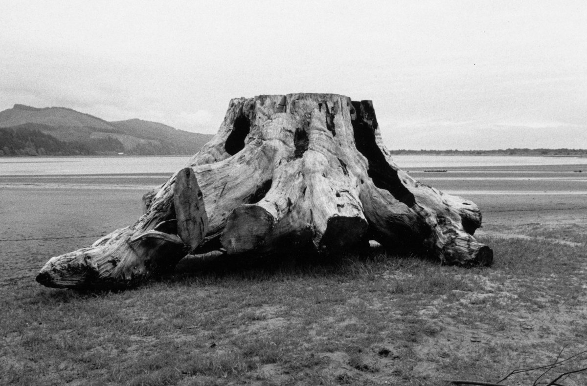 Like the shipwrecks of yore, they seem to stand as evidence of both the clearcutting that is so prevalent in Oregon and, by extension, of the ambition and folly of humankind.