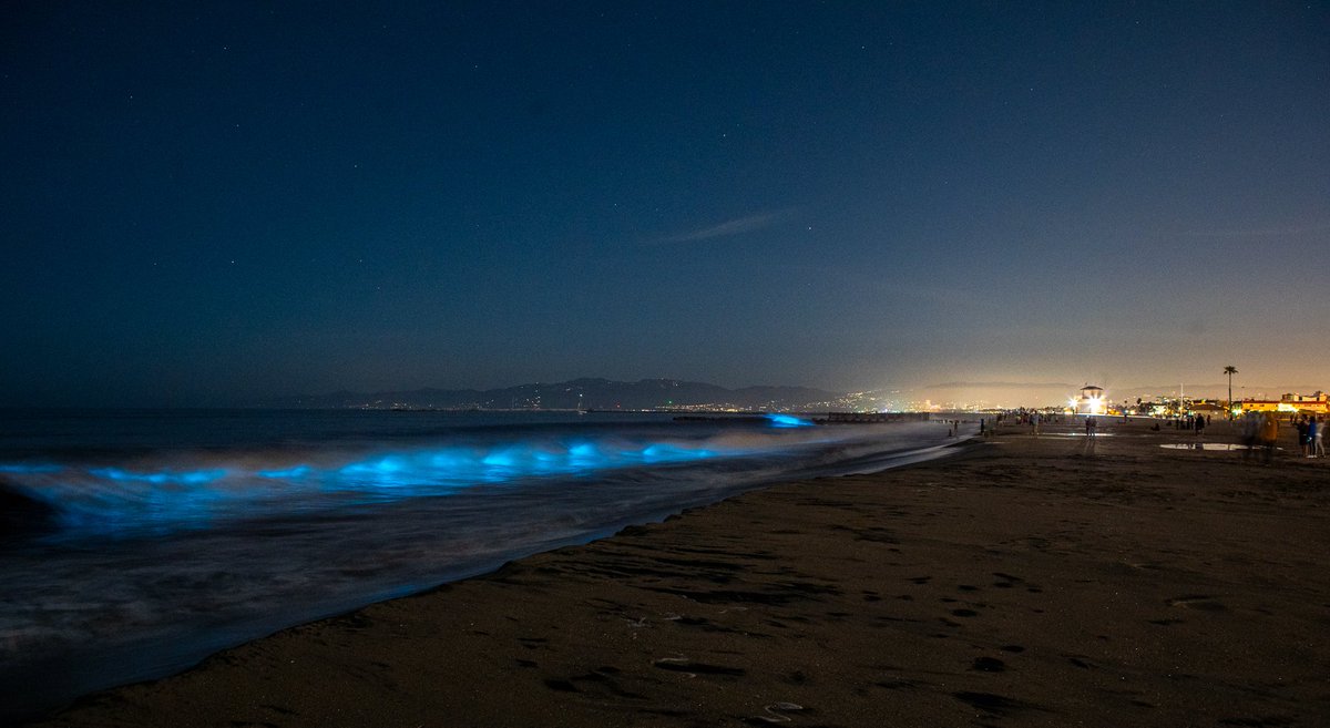 IFOS9000's tweet photo. Check out astounding video of our #bioluminescent plankton tide here in Southern California!
https://t.co/6YtCWFEnme
captured by @melrose_13 https://t.co/K1AzGj5m8A