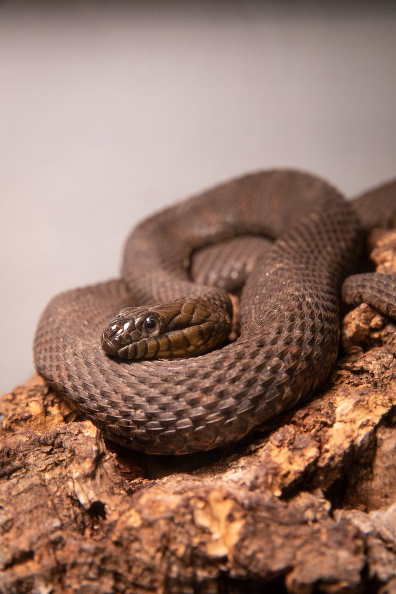 ohioseagrant's tweet photo. We're joining @CFAES_OSU in #CFAES150ActionsToSustainLife! Today: #RespectTheSnake. Lake Erie Watersnakes are native to the #LakeErie Islands, and pretty much just want to be left alone. Learn more about these grouchy but harmless island residents at https://t.co/DCrGdmEps7. https://t.co/fQev8eRUzG