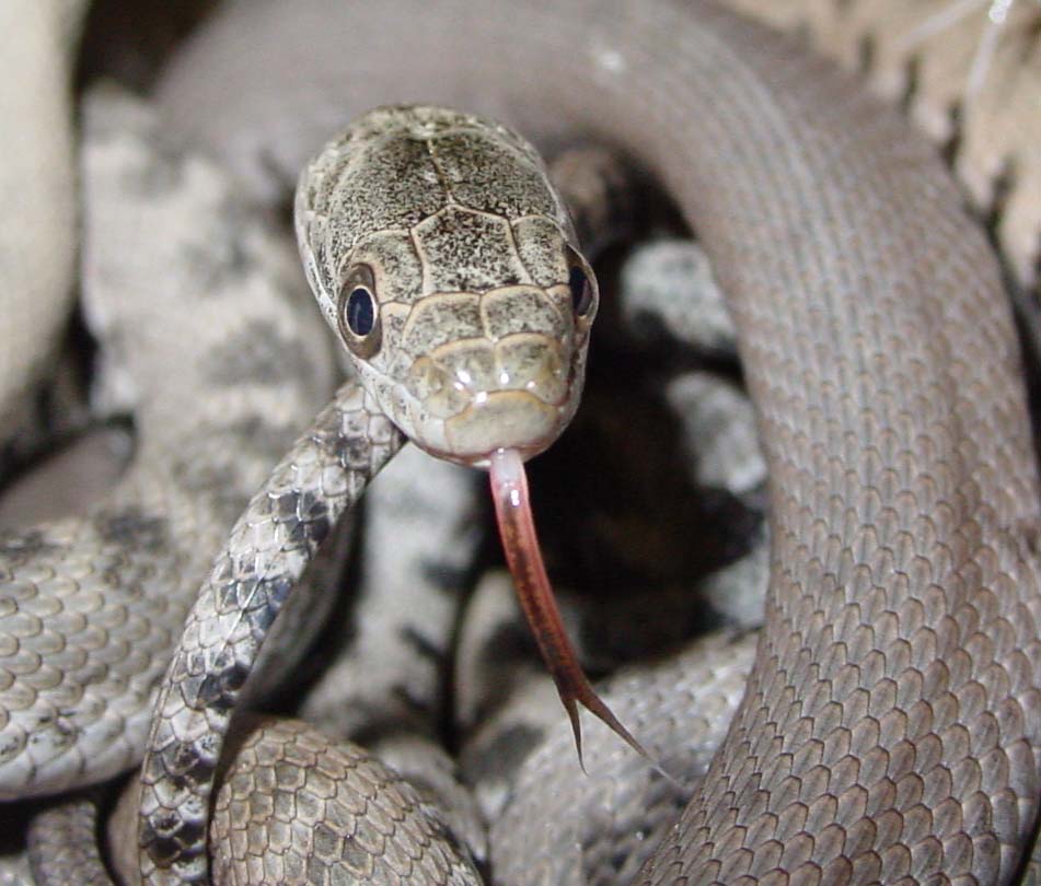 ohioseagrant's tweet photo. We're joining @CFAES_OSU in #CFAES150ActionsToSustainLife! Today: #RespectTheSnake. Lake Erie Watersnakes are native to the #LakeErie Islands, and pretty much just want to be left alone. Learn more about these grouchy but harmless island residents at https://t.co/DCrGdmEps7. https://t.co/fQev8eRUzG