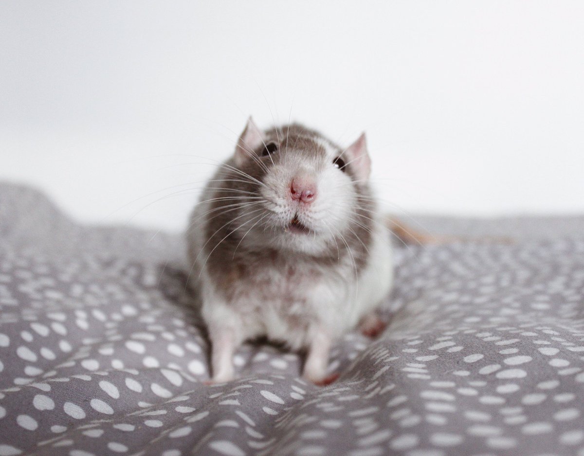 I just ordered Moose’s 3rd birthday Candle for next month 💫 It feels surreal, I’ve never had a rat reach 3 before