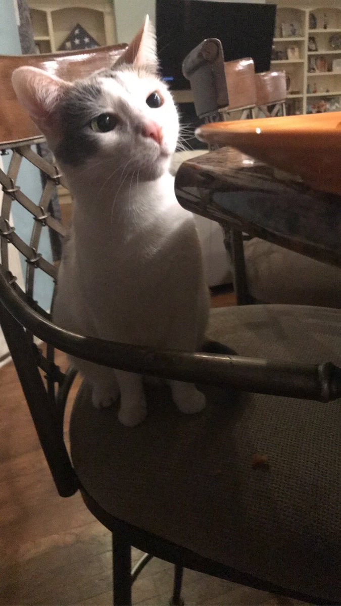 acgabbi's tweet photo. @Iaracrossing kittie https://t.co/2pkUPP1X5G