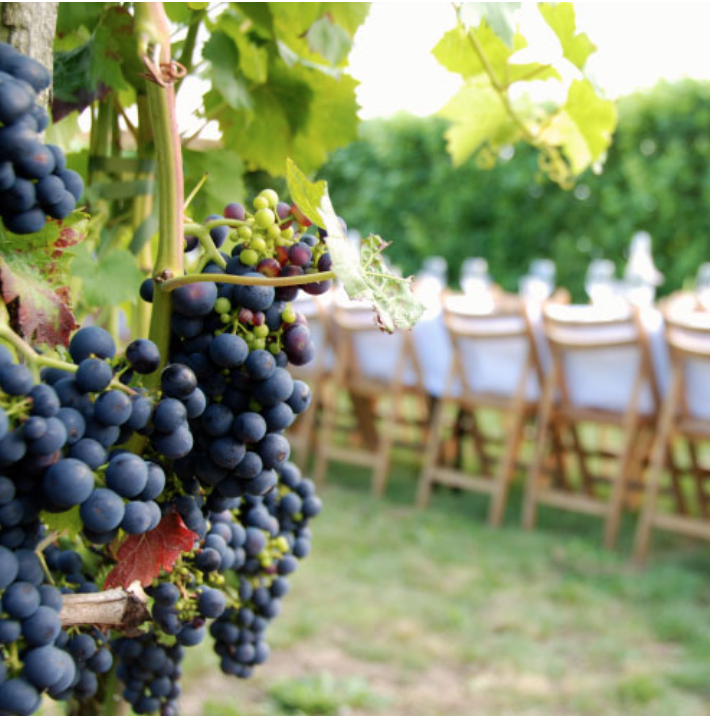 ‘Het zou mooi zijn als deze zomer meer Nederlanders kennis maken van lokale producten. Niet alleen met wijn, maar alle streekproducten’ #picknickpickup  #nederlandsewijn #zomer2020 #binnenkortmeer ;-) <a href="/KVNWijn/">KVNW</a> 

kvnw.nl/actueel/nieuws…