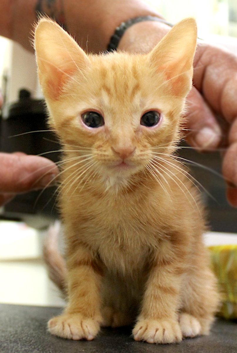 Add some sunshine to your life... Adopt Sunny 😊 ☀️ We are open tomorrow from 10:30am - 3:00pm ✨ Come find a furry friend to brighten up your world ❤️
#adoptdontshop #tricountyanimalrescue #rescuekitty