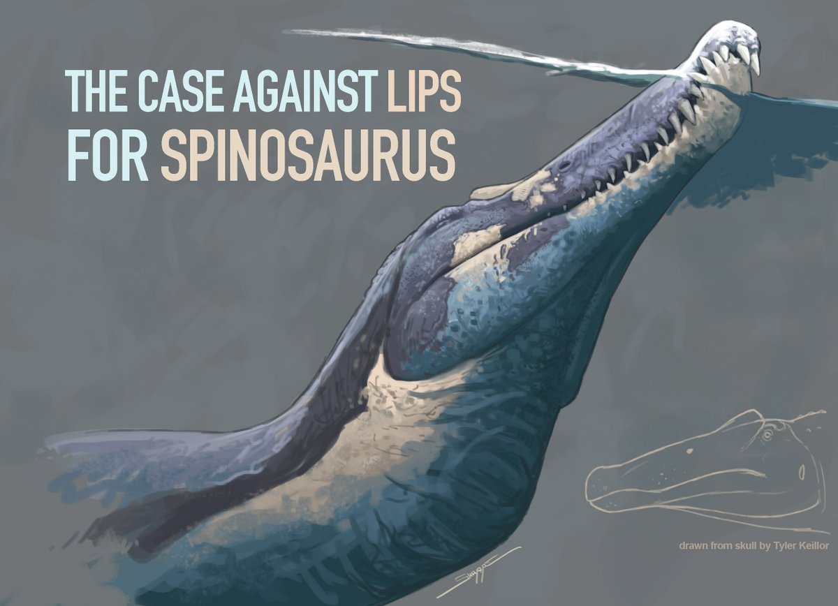 Okay, since Twitter hasn't had enough Spinosaurus stuff over the past few weeks, Ima spend  #FossilFriday diving into whether or not  #Spinosaurus had lips, from a completely non-osteological perspective!