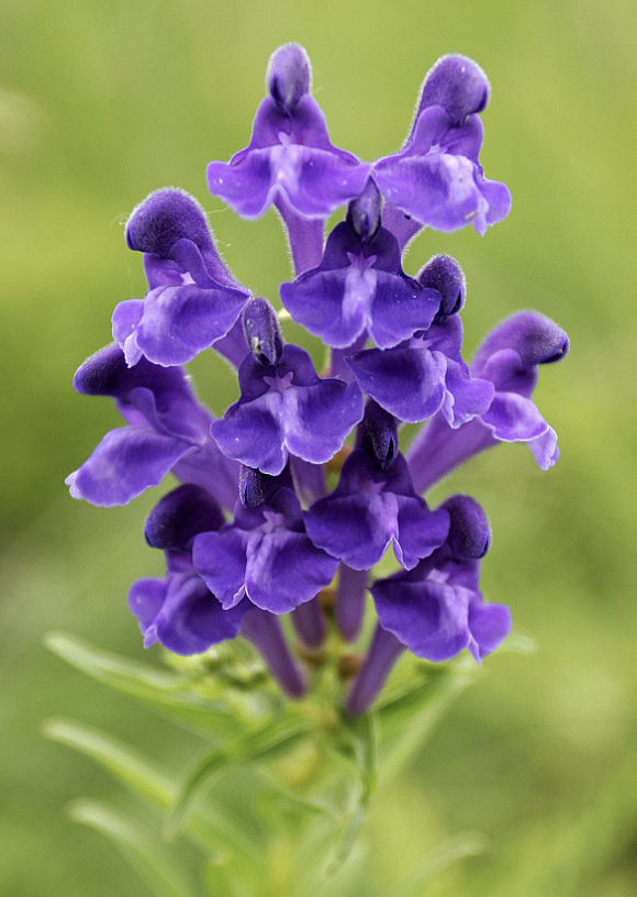 Chinese Skullcap Root [scutellaria baicalensis]- the most studied and the most medicinal of the various skullcap species- a synergist plant and strong antiviral- side effects from skullcap are rare, type 1 diabetics or those using pharmaceuticals should exercise caution