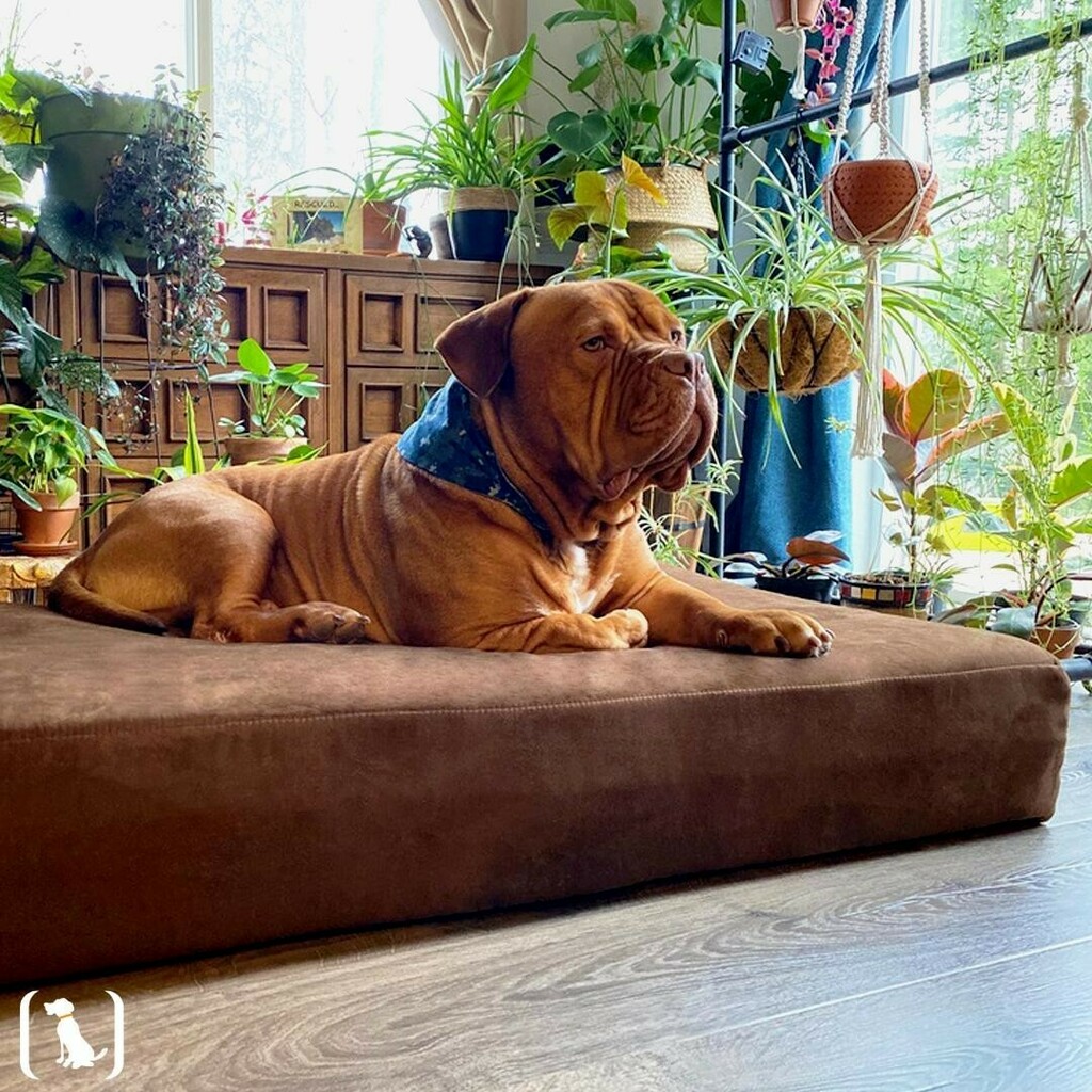 bigbarkerusa's tweet photo. "We’ve had the bed for a few days now and our dog Moose loves it...it’s an understatement to say that you and Big Barker really saved the day on this one!" 👏🐾 #squishyfaces #squishyfacedcrew #squishyfaceclub #bigbarker #newbedwhodis #dogbeds #madeint… https://t.co/4YfVgrDYdO https://t.co/Rec9cOObAQ