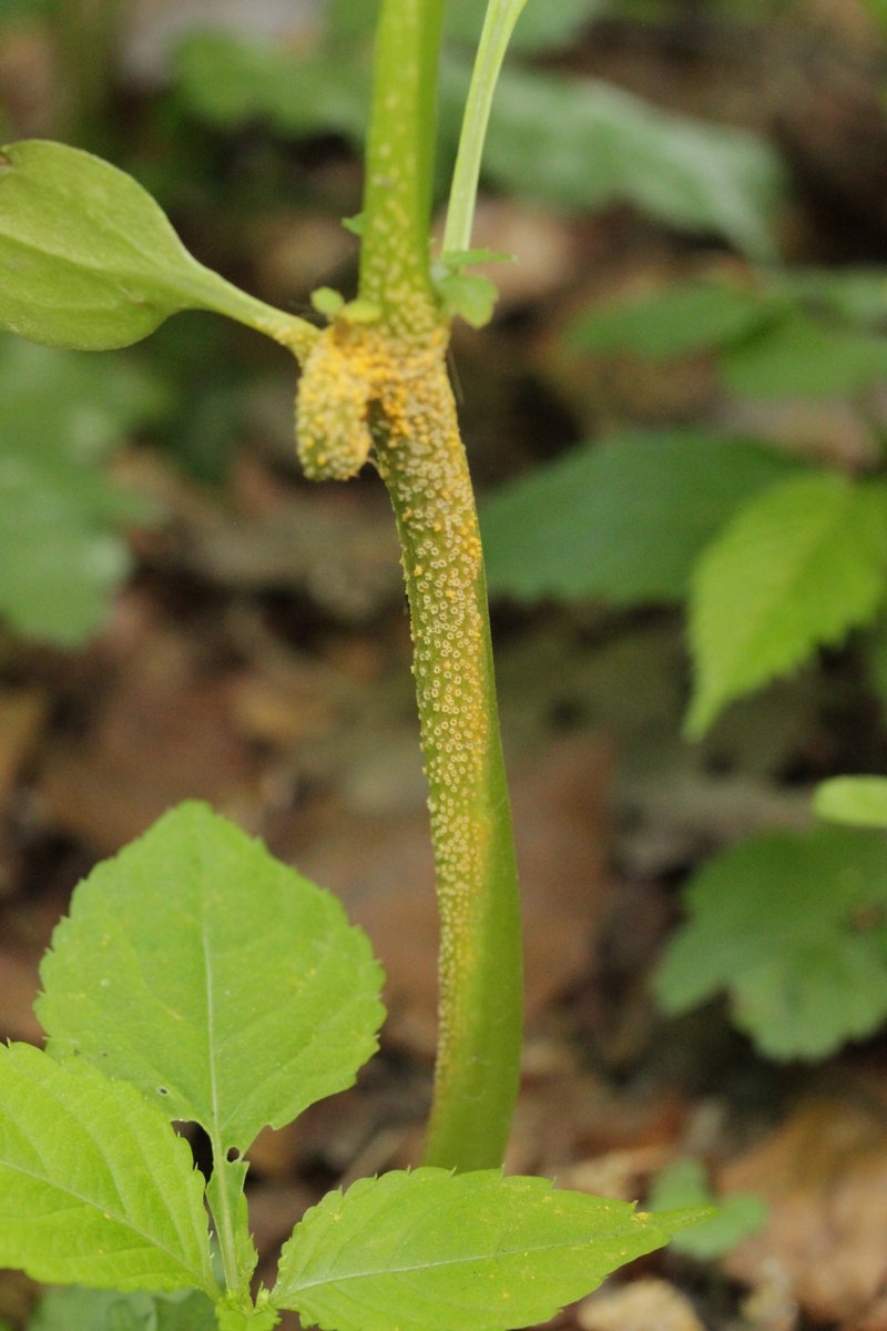 RPilze's tweet photo. Puccinia komarovii ex Impatiens parviflora
#Impatiensparviflora #KleinesSpringkraut #Springkraut #rust #rost #rostpilz #rustfungus #mushroom #mushrooms #fungus #fungi #pilz #pilze #champignons #champignon #nature #natur #Pucciniakomarovii #Puccinia https://t.co/Yr0U61Xl76