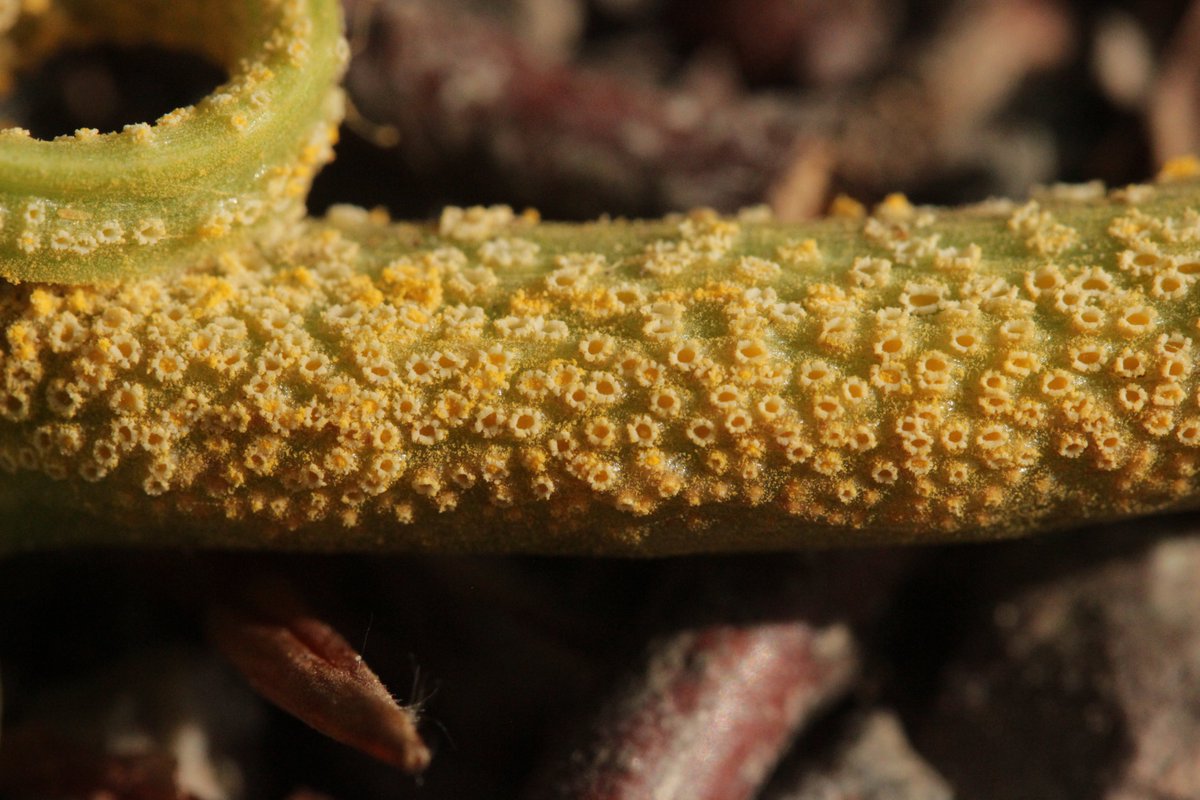 RPilze's tweet photo. Puccinia komarovii ex Impatiens parviflora
#Impatiensparviflora #KleinesSpringkraut #Springkraut #rust #rost #rostpilz #rustfungus #mushroom #mushrooms #fungus #fungi #pilz #pilze #champignons #champignon #nature #natur #Pucciniakomarovii #Puccinia https://t.co/Yr0U61Xl76