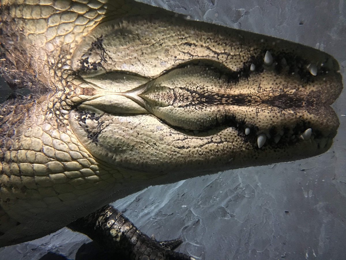 Modern crocodilians don’t have lips, for several probable reasons. These include reduced drag for snap feeding (vs cetacean ram feeding), and the ability to quickly drain the mouth of water when swallowing prey (eels get around this by expelling water through their gills)