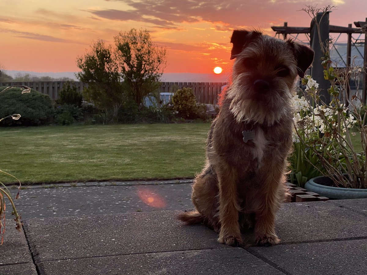 At the going down of the sun #WeWillRememberThem 
🇬🇧 #VEDay75 #VEDay2020 #VEDayAtHome ♥️🐾