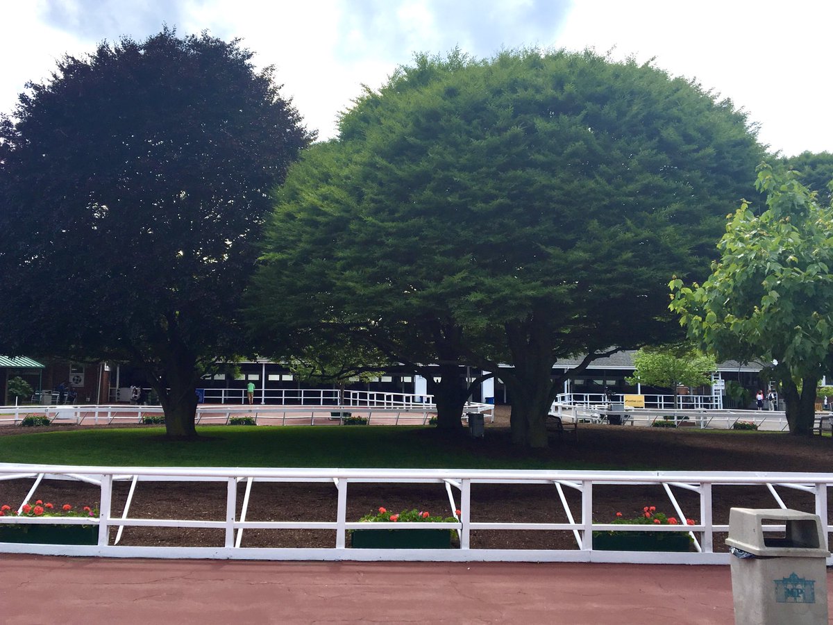 OurNJhorses's tweet photo. Annette Haskell planted most of walking ring trees at Monmouth Park on this day 75 years ago to mark the end of WWII and to honor those from New Jersey who were lost. We look forward to seeing these old friends soon ⁦@MonmouthPark⁩ https://t.co/MdrHCu76V2