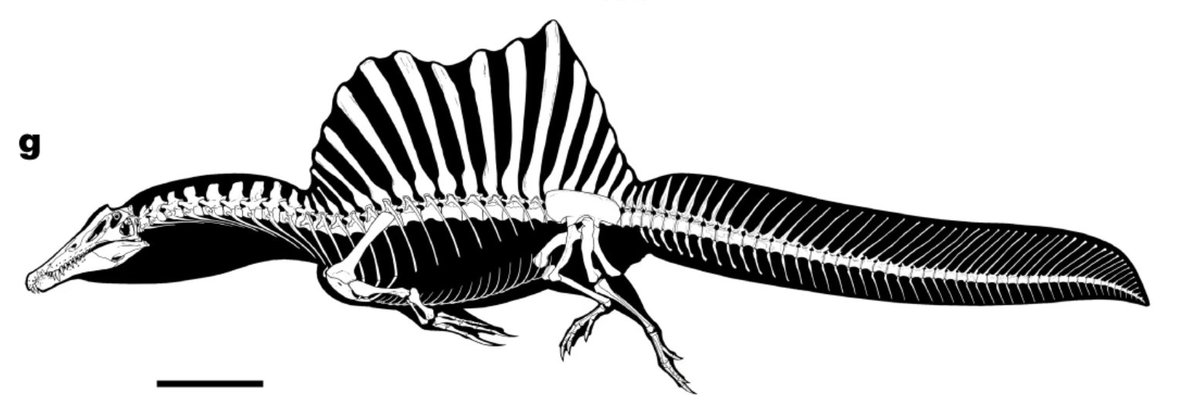 Number one, crocodiles are not pursuit predators, and are not streamlined. Eels and cetaceans (lipped aquatic predators) are streamlined. Spinosaurus follows crocodilians for this (slow + that sail is SUPER hydrodynamically inefficient), so it probably didn’t need lips for this