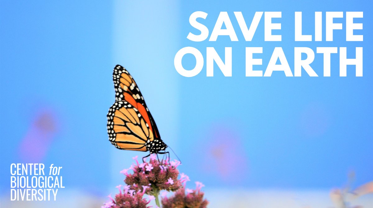 Hey <a href="/SpeakerPelosi/">Nancy Pelosi</a>. The Endangered Species Act is the most important law for saving thousands of animals &amp; plants from extinction. Save the Act &amp; bring the PAW&amp;FIN Act to a floor vote! #StopExtinction #XRSFBay