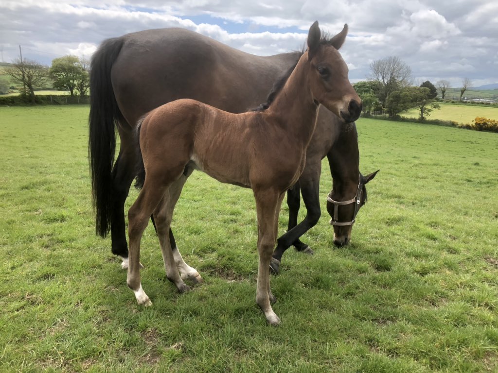 <a href="/coolmorestud/">Coolmore</a> 5 day old son of the mighty Order Of St George, if he’s half as good as his father 🏇🏇🎊🎊