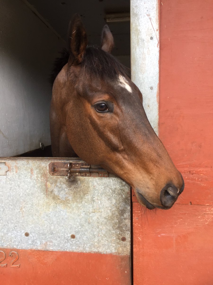 mdodsracing's tweet photo. Once racing resumes, we'll be back to giving our regular Weekend Preview. In the meantime, we'll be posting regular updates on our Facebook page on how the horses are doing - starting with Dakota Gold, Troubador, Good Vibes and Amplification https://t.co/RiOCHVFvLh https://t.co/lFLnzplIzl