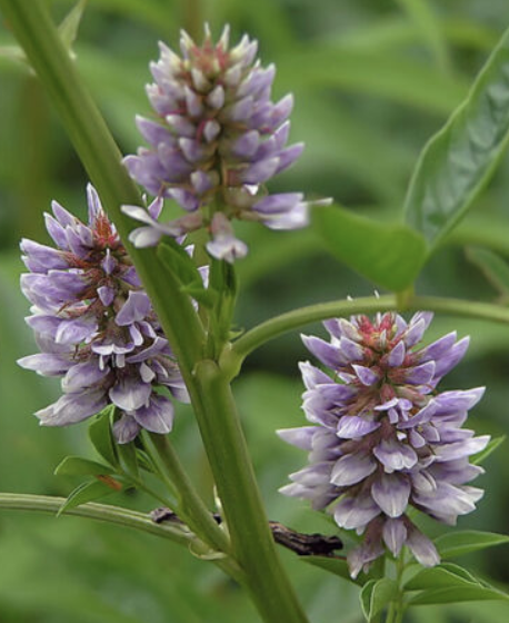 Licorice Root [glycyrrhiza glabra]- potently antiviral and synergist - is non-toxic when used with other herbs and for short time periods (this is why refills of the antiviral blend come without the Licorice included)