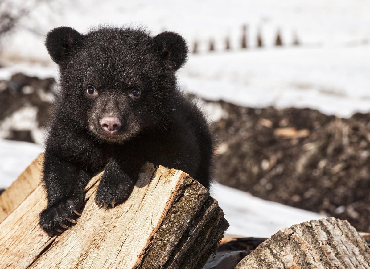 XposeTrophyHunt's tweet photo. Colorado Parks &amp; Wildlife is proposing to issue unlimited bear licenses to increase revenue when they don’t know bear numbers. They don’t differentiate between male &amp; female, &amp; many mothers are killed ‘accidentally’ leaving cubs to starve. SHAME Colorado SHAME!🤬
@ColoradoAveryJ https://t.co/10kALjfq54