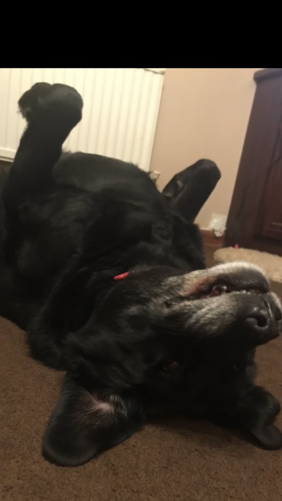 Roxyblacklab's tweet photo. Thatβs it ! Iβm done for the day , night yβall #roxyblacklab https://t.co/mzaPcF98Gp