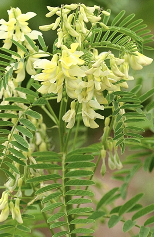 Astragalus Root [astragalus membranaceus]- contains potent polysaccharides - is non-toxic and has no side effects but may be contraindicated for those with Lyme disease- increases effects of interferon drug treatments- synergistic with licorice in stimulating immune function