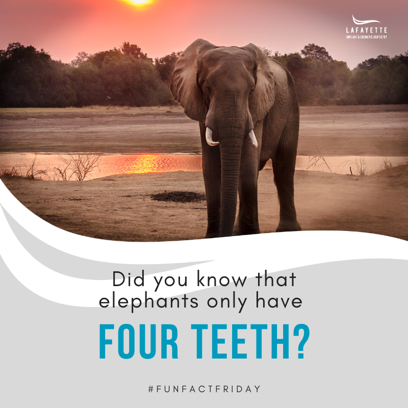 #funfactfriday Did you know that elephants only have four teeth? Elephants have two upper molars and two lower molars that measure one foot across and weigh approximately 8 lbs!!!