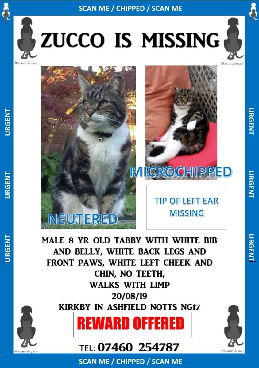 AlanDaffern's tweet photo. #WindowWatchers 

#FindZucco

#Missing #TabbyAndWhiteCat 

#Lost #KirkbyInAshfield #Nottinghamshire #NG17 

Last seen the 20/08/19

#Neutered &amp; #Microchipped https://t.co/Z3tpBzELGr