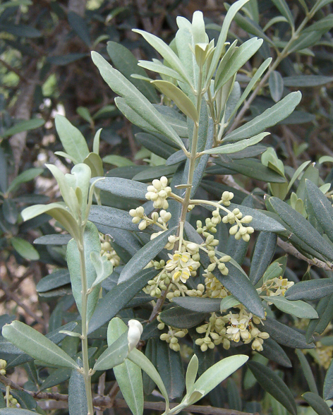 Olive Leaf/Oil [olea europaea]- specific to protecting lung cilia, which coronaviruses target for replication (destroying those cells and their ability to move mucus out of the lungs)- protects neural cells and neural mitochondria