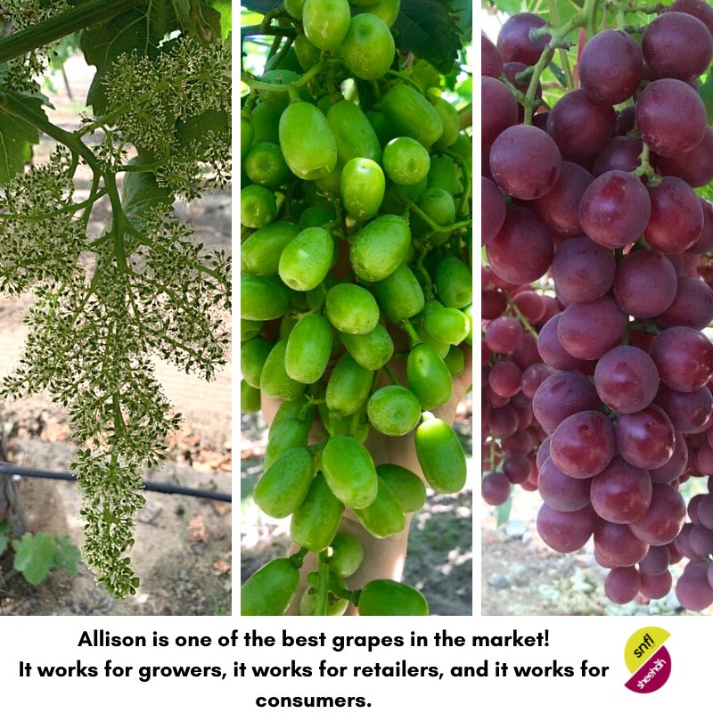 Allison is one of the best grapes you can find in the market today! 
It’s easy to grow, very productive, it has a very good shelf life and both kids and adults love to eat this crunchy grape! 🍇