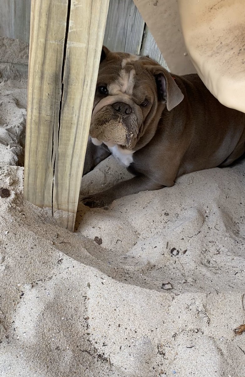 lettythebulldog's tweet photo. Someone is definitely loving the beach house! Goofy pup. #lifeofsuki #lifeofletty #lifeoflettyandsuki #beachliving #sandydog @CapeHatterasNPS #hatterasisland #beachdog #lifeoflettythebulldog #bulldog #dogs #lifeofsuki #lifeoflettyandsuki #blueskybulldogs #dotd https://t.co/Qj3MS6Jwyz