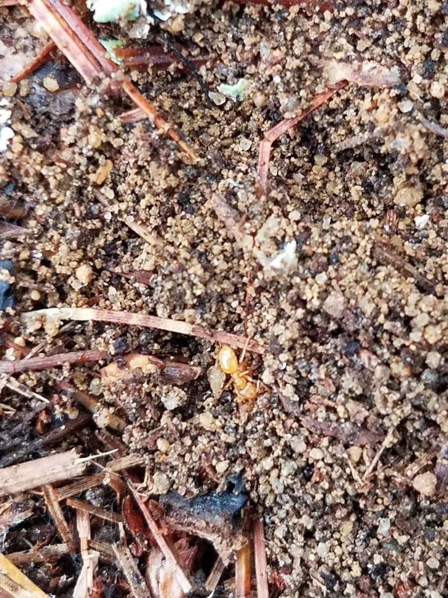 rees_page's tweet photo. #StonehillBiodiversity
What appears to be a termite I found under a log. https://t.co/6decsiwUIs