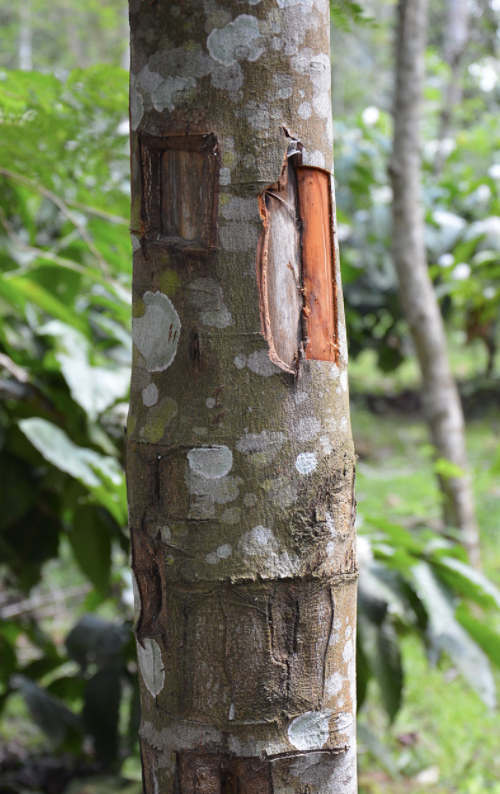Cinnamon Bark [cinnamomum verum]- blocks attachment to ACE-2 on the surface of lung, lymph, and spleen epithelial cells- is high in procyanidins and lectins