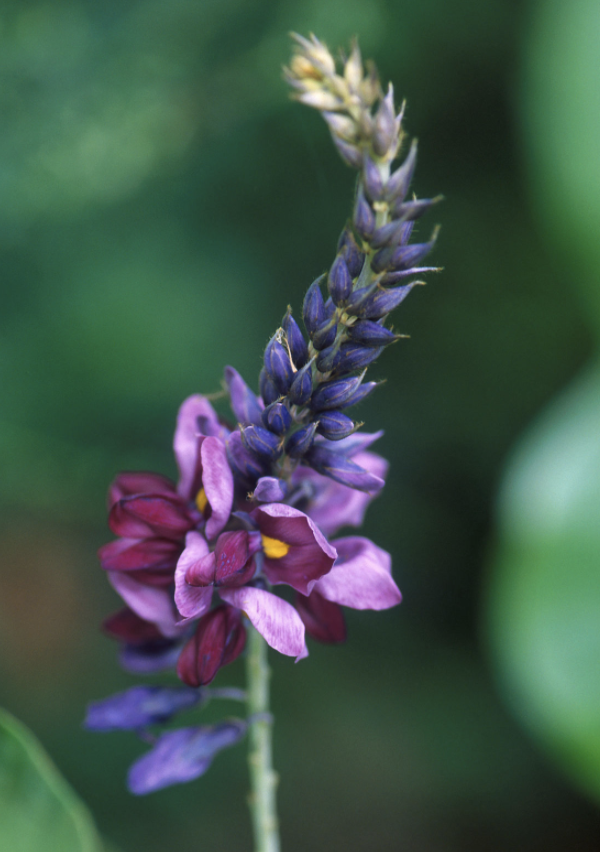 Kudzu Root [pueraria montana]- inhibits cytokine based inflammation from TNF-a & IL-1b cytokines, alleviating symptoms and preventing viral spread- also inhibits NF-kB, IL-6, and the ERK pathway- protects ACE-2 expression and activity- lowers angiotensin II levels