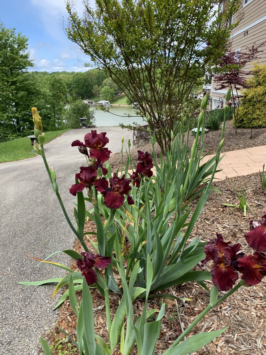 ToddAllenSML's tweet photo. Favorite time of the year.....#intheyard #SML #iris #walkingiris https://t.co/9bbJ0uBLPW