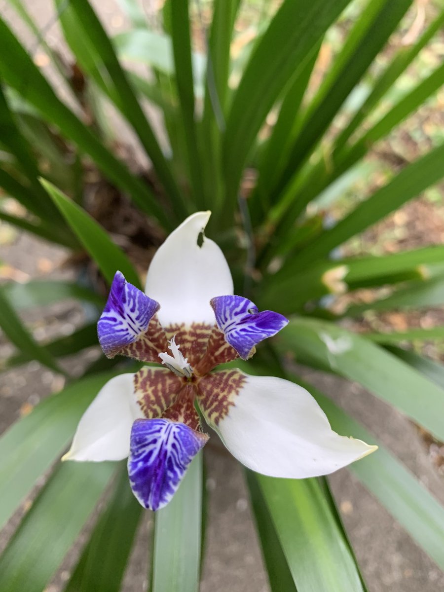 ToddAllenSML's tweet photo. Favorite time of the year.....#intheyard #SML #iris #walkingiris https://t.co/9bbJ0uBLPW
