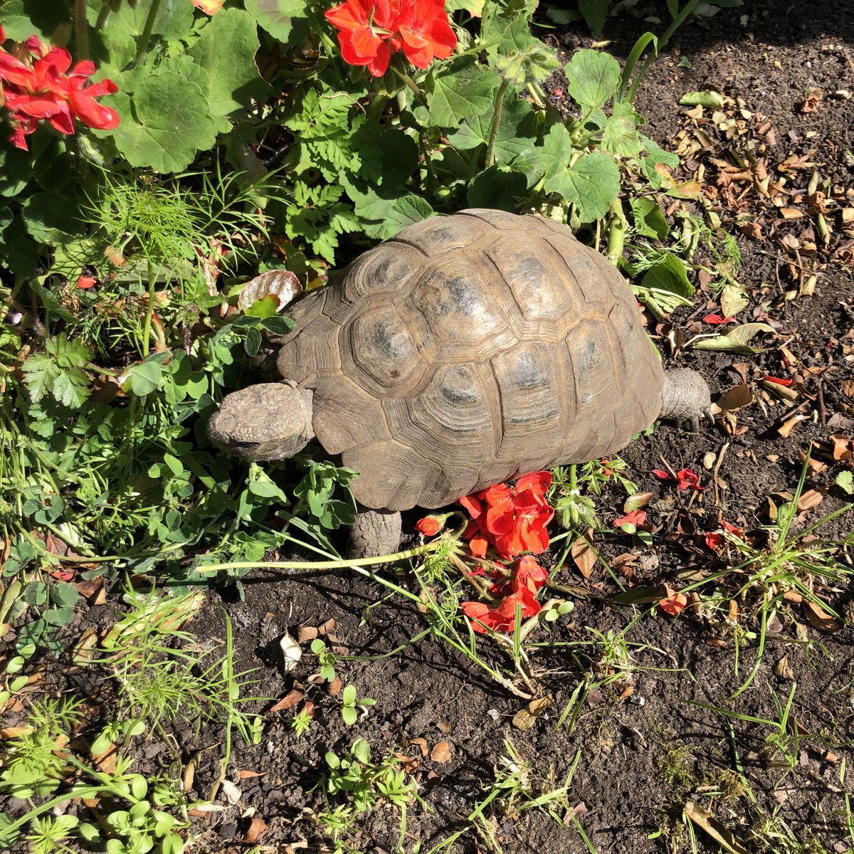 tammytortoise's tweet photo. Today in the sun. ☀️ https://t.co/gNmH8JkQaR