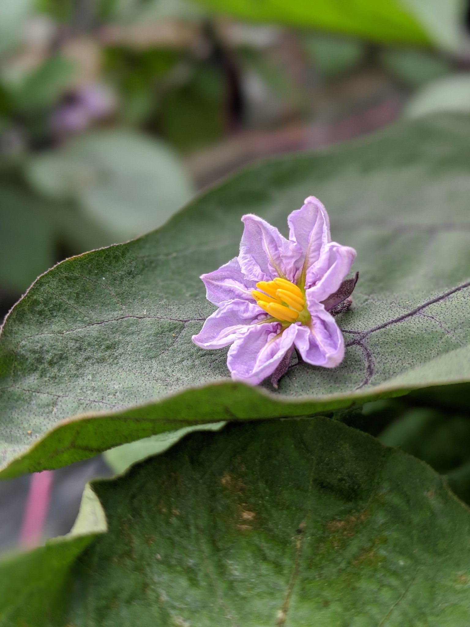 宇宙の中の一粒 ナスの花 他を大きくする為に 切り落とした花 せめて枯れるまでここで ナスの花 花のある暮らし 農業 大和茄子 わたしは奈良派 旬の野菜 伝統野菜 食品ロス 農家最高かよ T Co 56sznlg9si Twitter